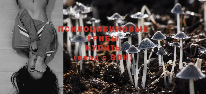 Псилоцибиновые грибы MAGIC MUSHROOMS  как найти закладки  Копейск 